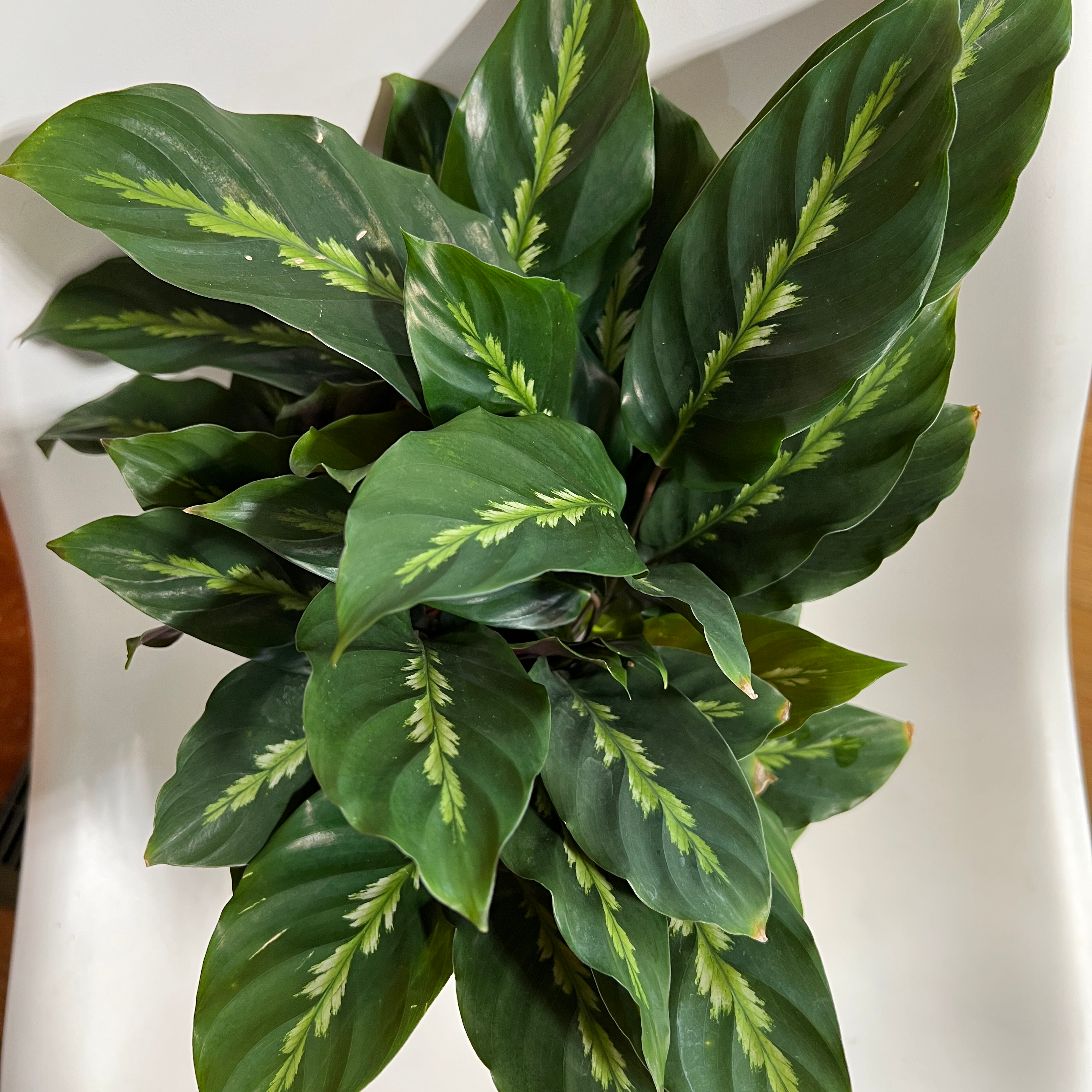 Healthy Prayer Plant 'Maui Queen' with vibrant green leaves and light green patterns.