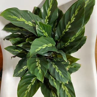 Prayer Plant 'Maui Queen' plant in Madison, Wisconsin