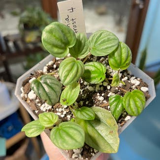 Silver Frost Peperomia plant in Madison, Wisconsin