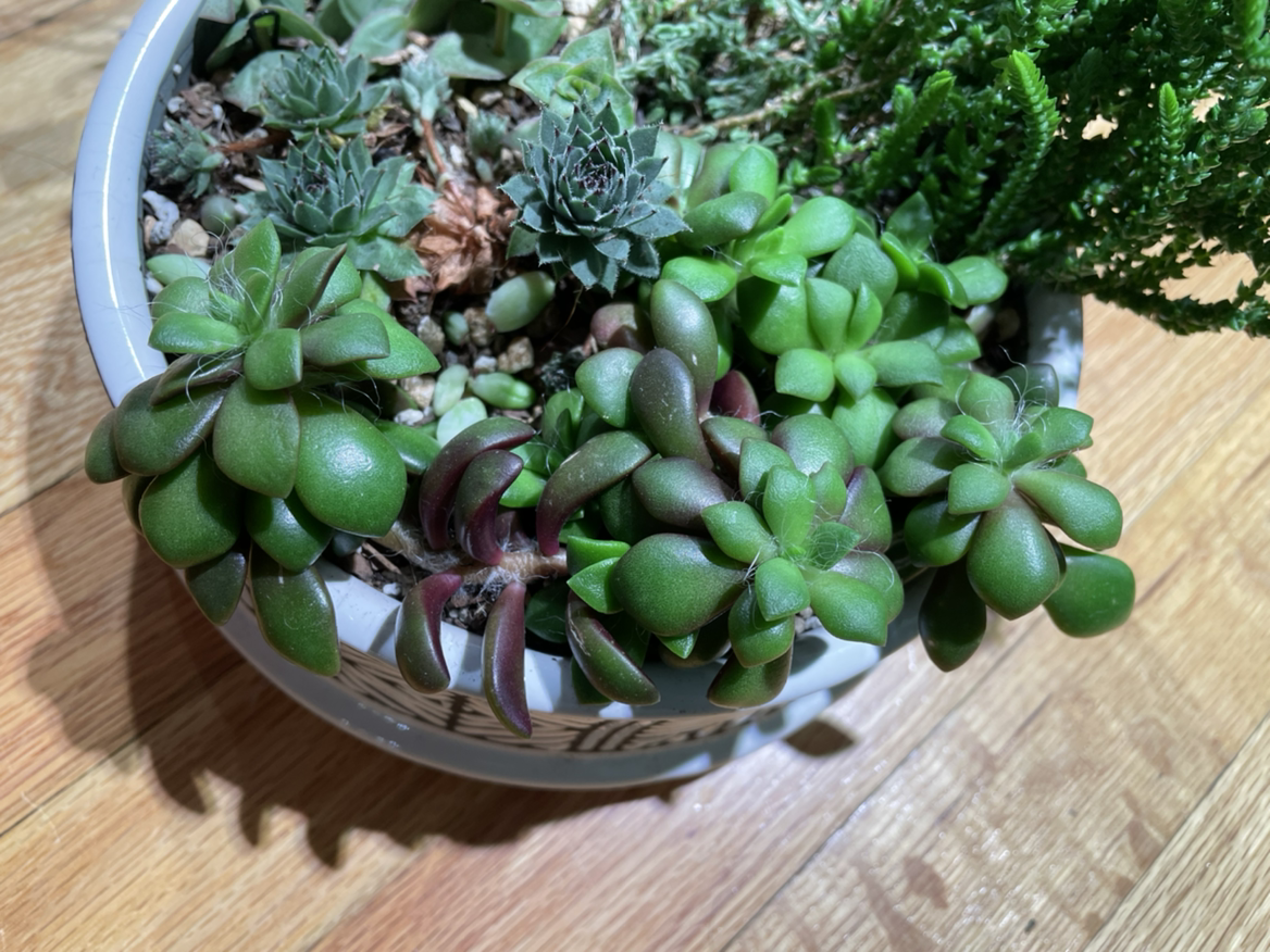 Potted Anacampseros 'Sunrise' with vibrant green and purplish leaves, healthy appearance.