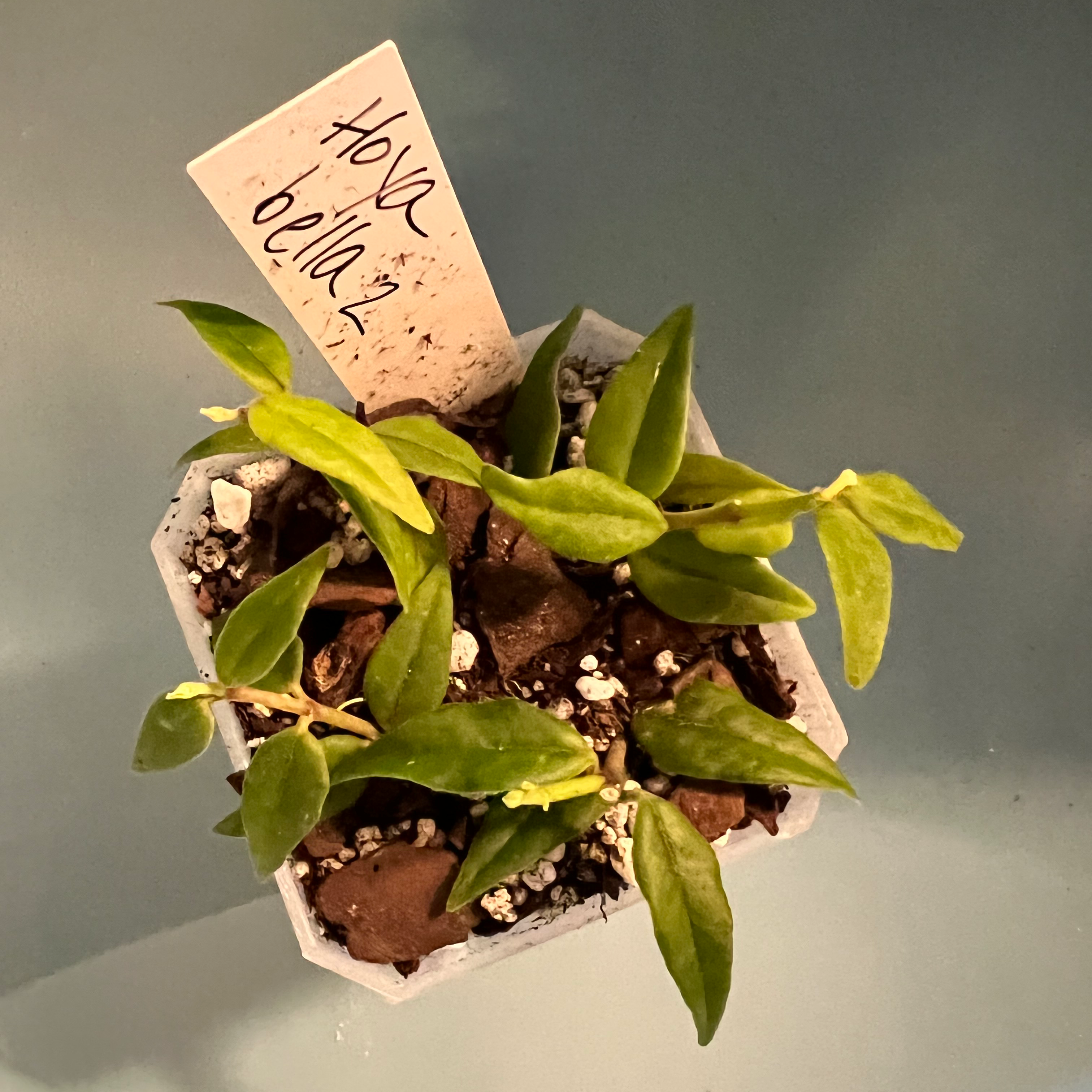 Hoya Bella plant in a small pot with visible soil and healthy green leaves.