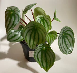 Watermelon Peperomia plant in Madison, Wisconsin
