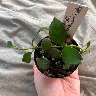 Hoya nummularioides plant in Madison, Wisconsin