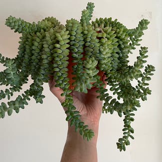 Burro's Tail plant in Madison, Wisconsin