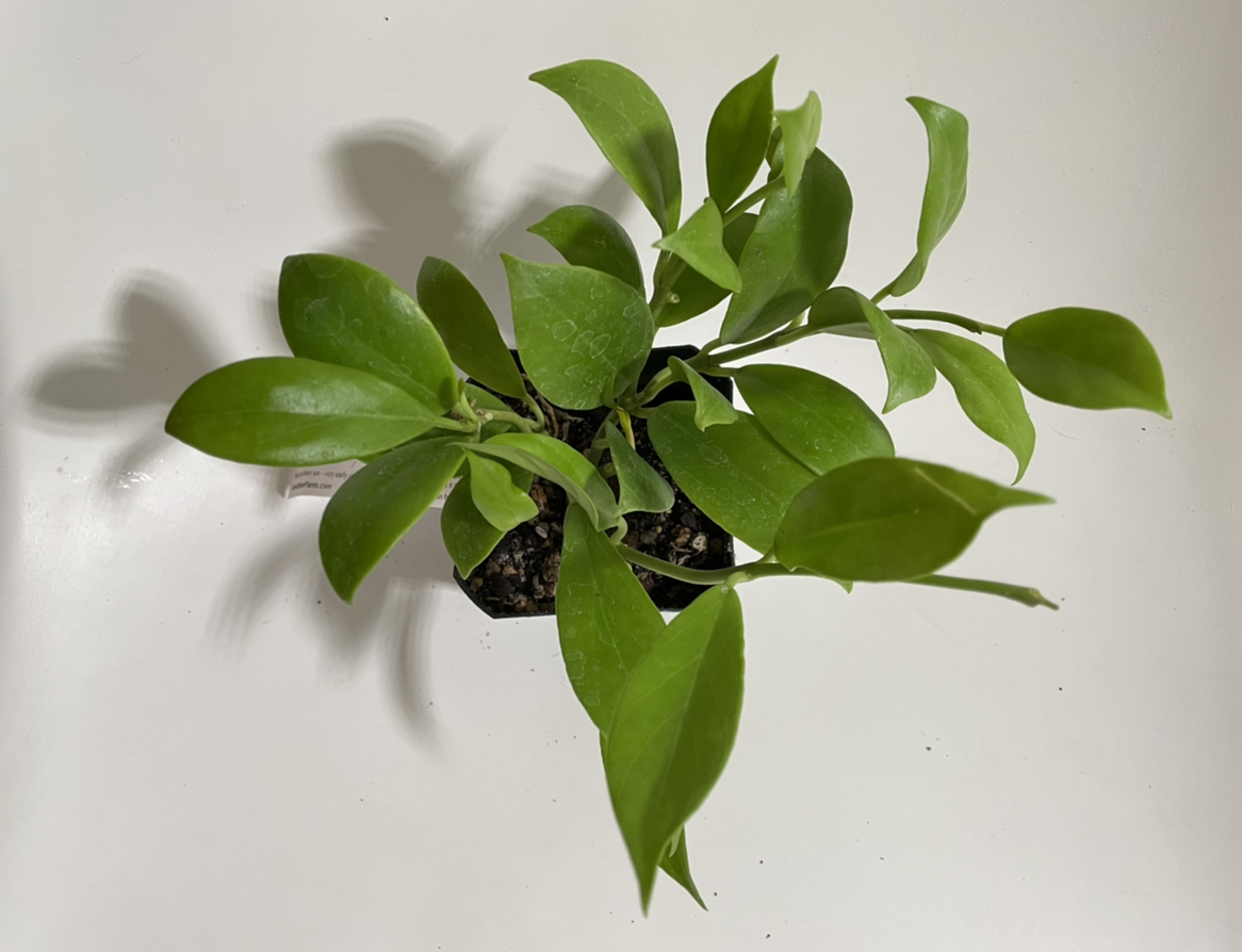 Photo of the plant species Hoya pusilla by @norahrose named Hoya pusilla on Greg, the plant care app