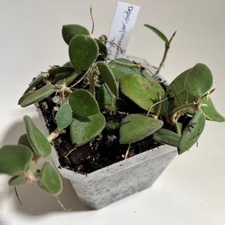 Hoya nummularioides plant in Madison, Wisconsin