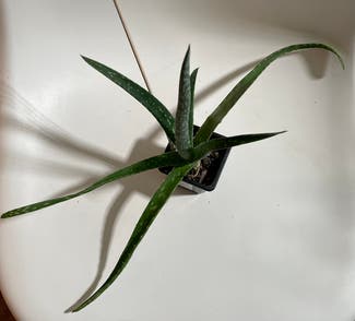 Aloe vera plant in Madison, Wisconsin