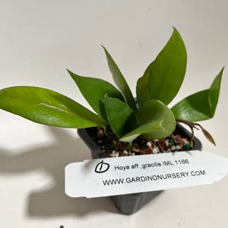 Hoya 'Memoria' plant in Madison, Wisconsin