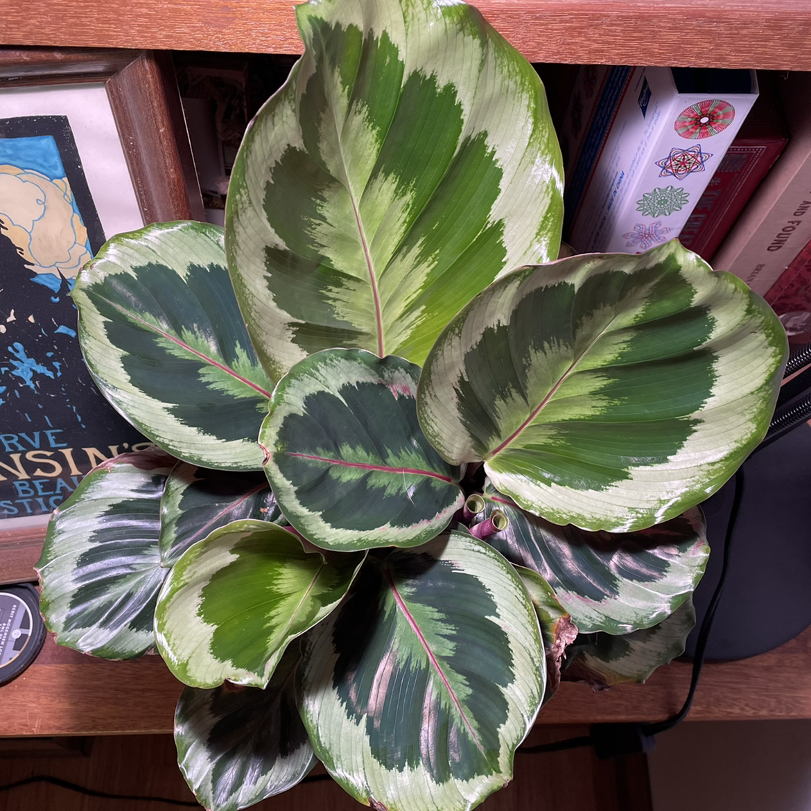 Photo of the plant species Calathea 'Shinestar' by @norahrose named Calathea Shine Star on Greg, the plant care app