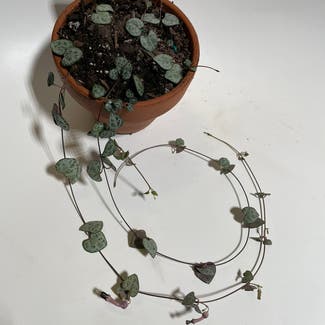 String of Hearts plant in Madison, Wisconsin