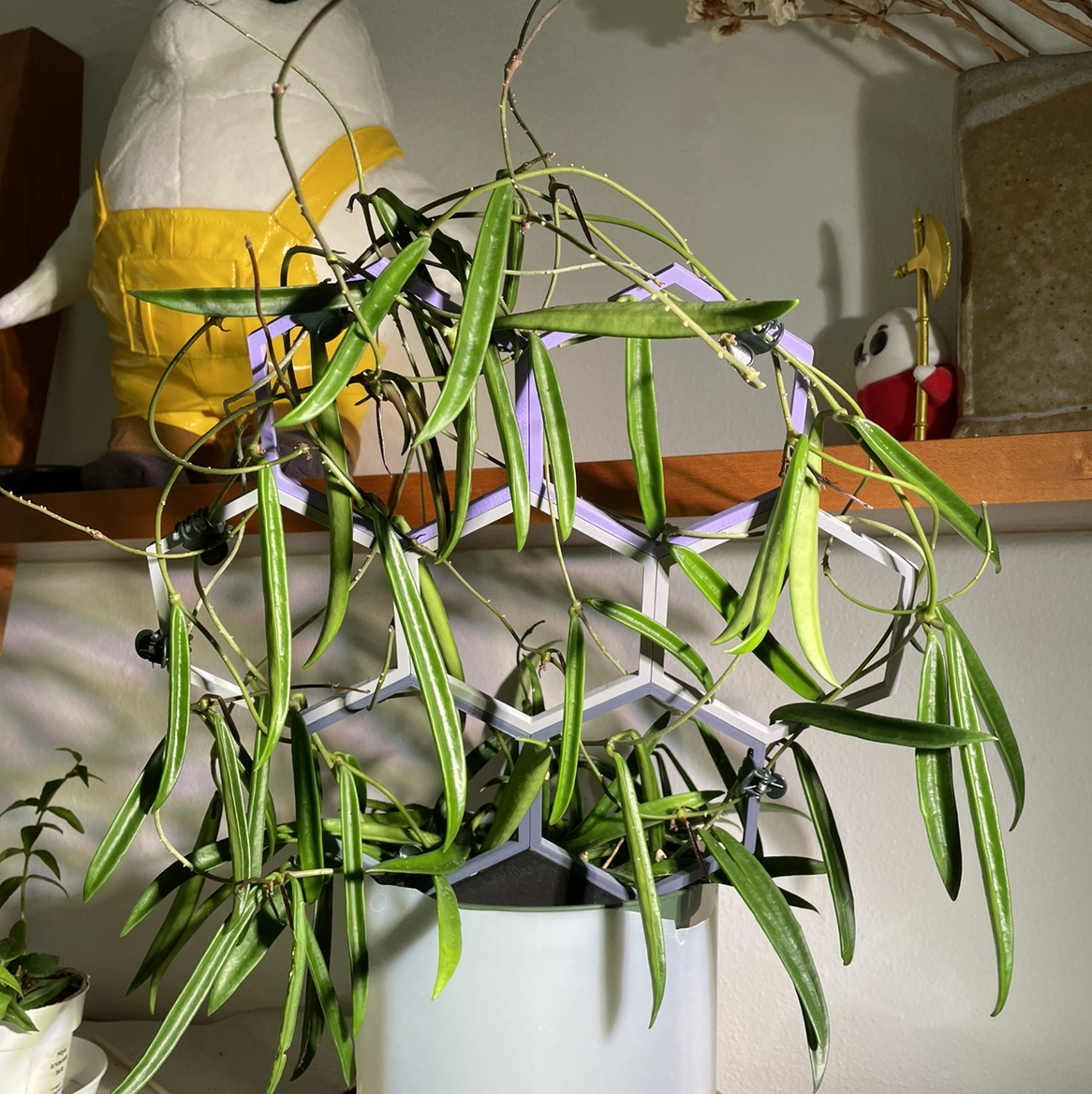 Hoya shepherdii plant with long, narrow leaves in a pot with a trellis.