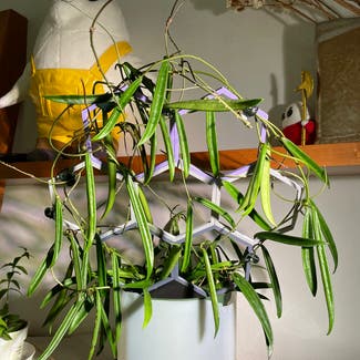 Hoya shepherdii plant in Madison, Wisconsin