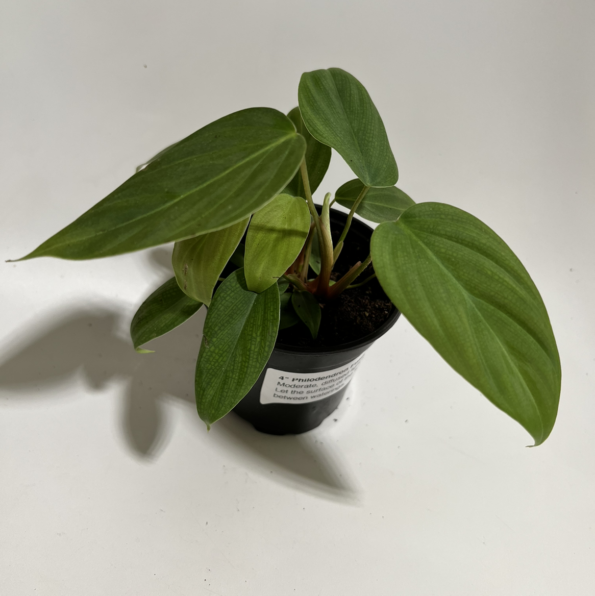 Photo of the plant species Philodendron Fuzzy Petiole by @norahrose named Philodendron fuzzy petiole on Greg, the plant care app