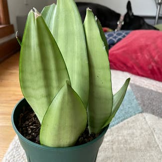 Silver Snake Plant plant in Madison, Wisconsin