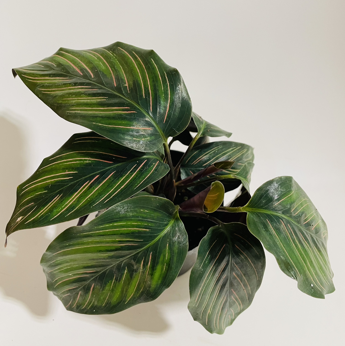 Calathea 'Beauty Star' plant with dark green leaves featuring light green and pinkish stripes.