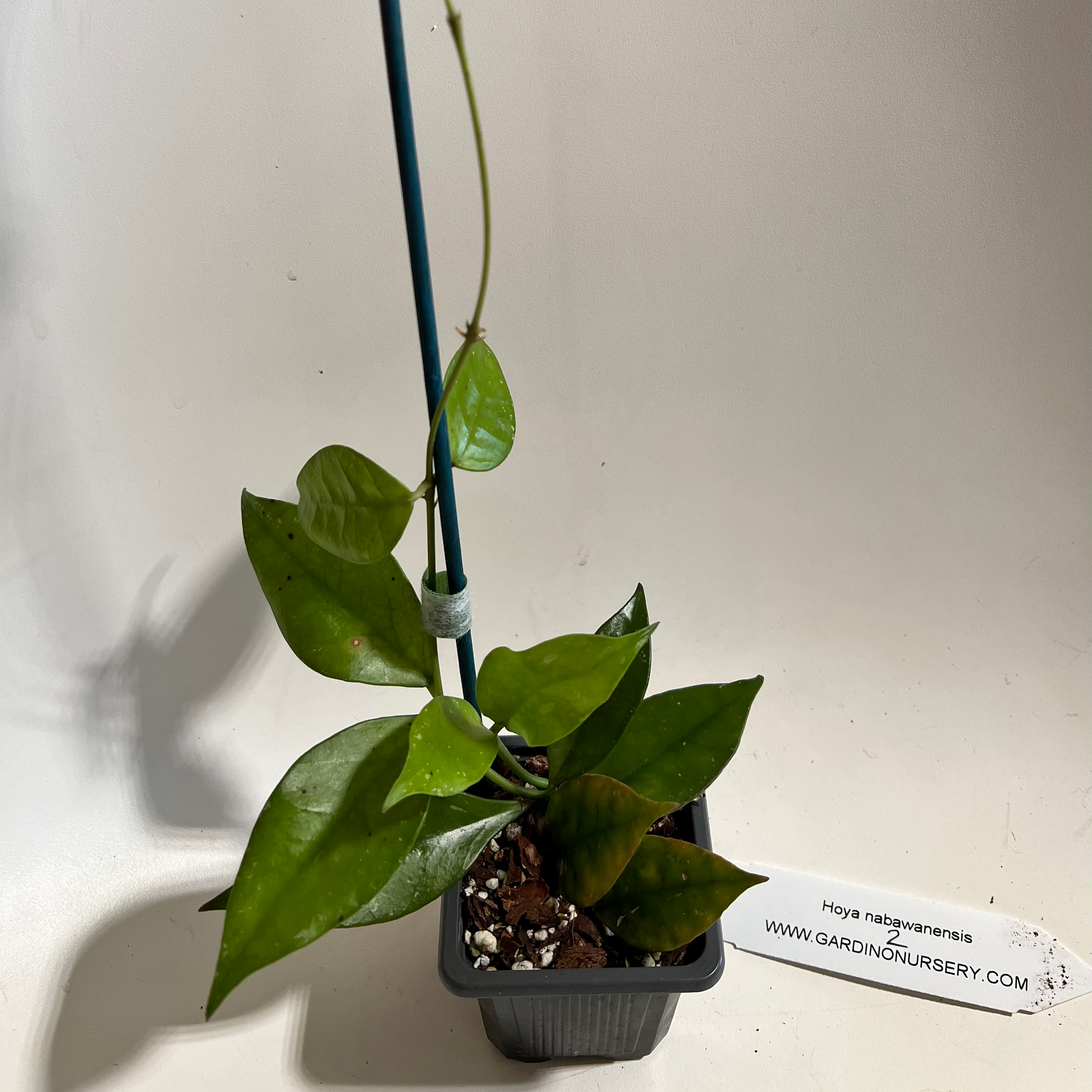 Photo of the plant species waxplant by @norahrose named Hoya nabawanensis 2 on Greg, the plant care app