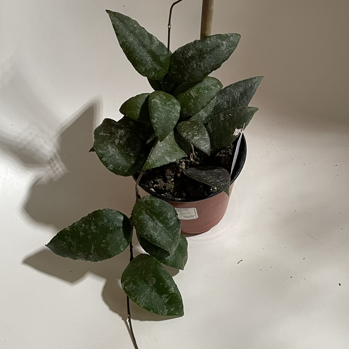 Potted Hoya caudata Sumatra plant with dark green leaves, well-framed and in focus.