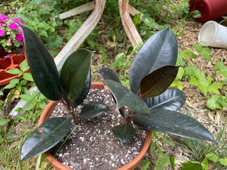 Burgundy Rubber Tree plant in Madison, Wisconsin
