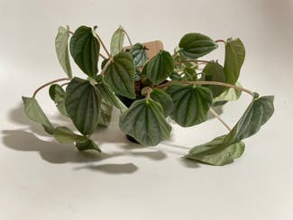 Silver Frost Peperomia plant in Madison, Wisconsin