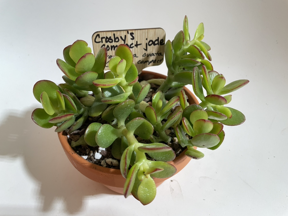 Photo of the plant species Jade by @norahrose named Crosby’s compact jade on Greg, the plant care app