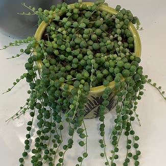 String of Pearls plant in Madison, Wisconsin