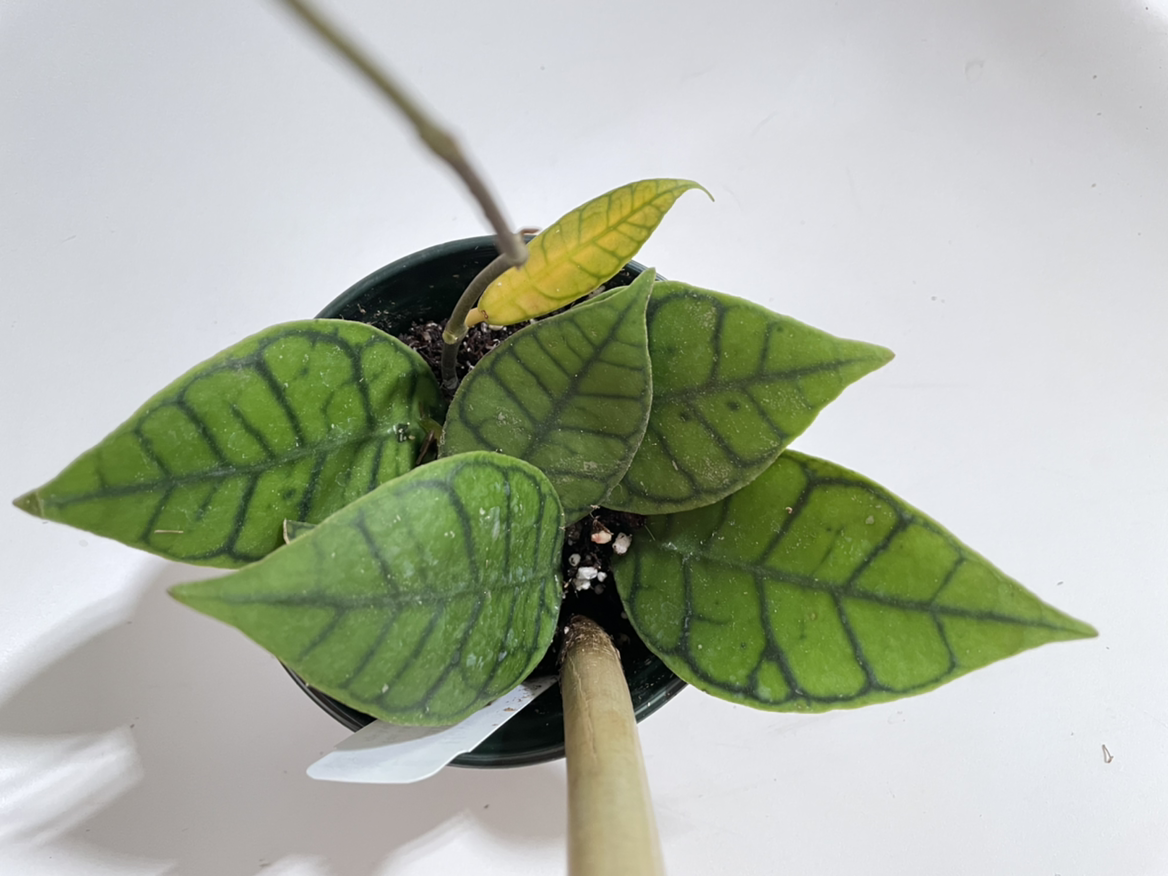 Stiff Leafed Hoya plant with distinct vein pattern and one yellowing leaf.