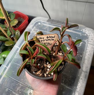 Peperomia graveolens 'Ruby Glow' plant in Madison, Wisconsin