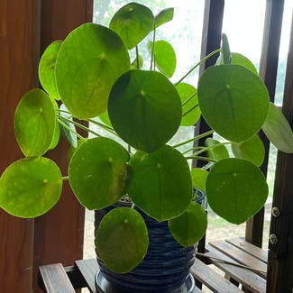 Chinese Money Plant plant in Madison, Wisconsin