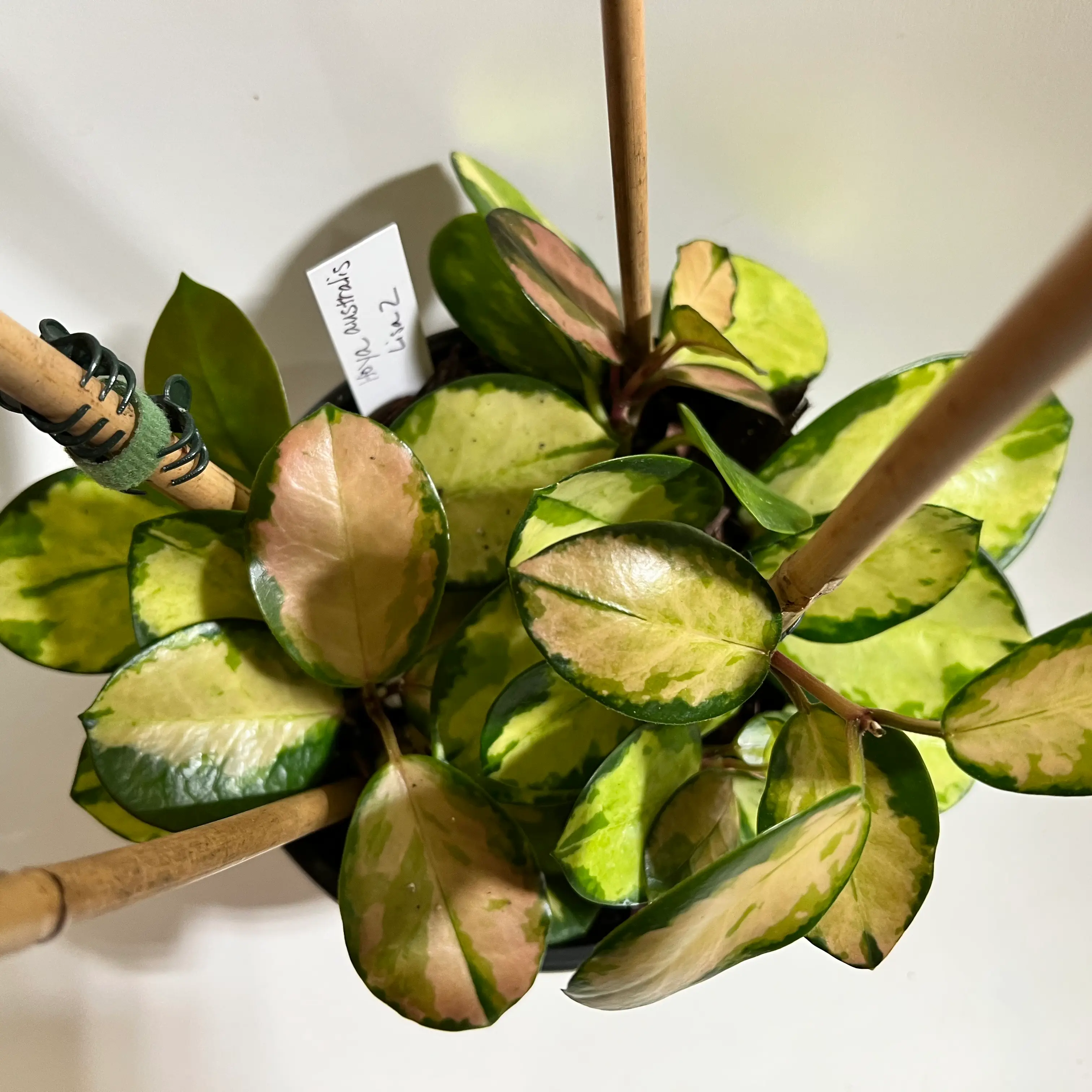 Hoya 'Lisa' plant with variegated leaves, supported by stakes.
