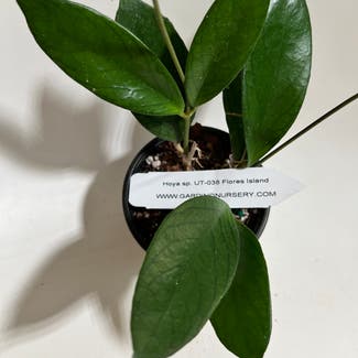 Hoya verticillata plant in Madison, Wisconsin
