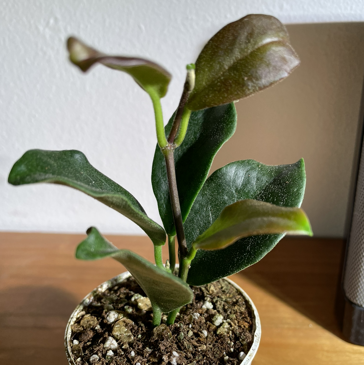 Photo of the plant species Hoya coronaria by @norahrose named Hoya coronaria on Greg, the plant care app