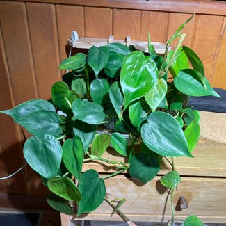 Heartleaf Philodendron plant in Madison, Wisconsin