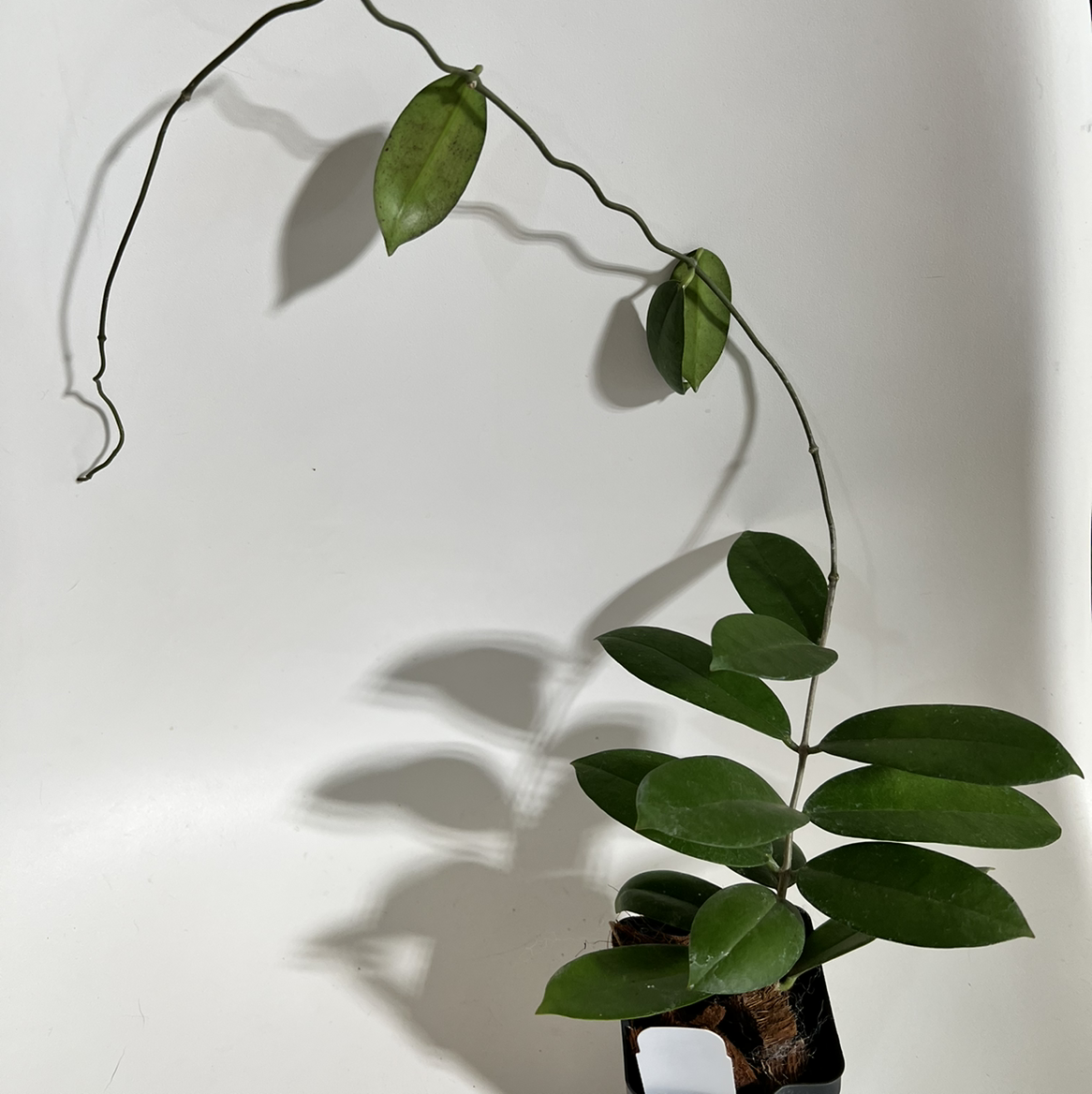 Photo of the plant species Hoya oblongacutifolia by @norahrose named Hoya oblongacutifolia on Greg, the plant care app