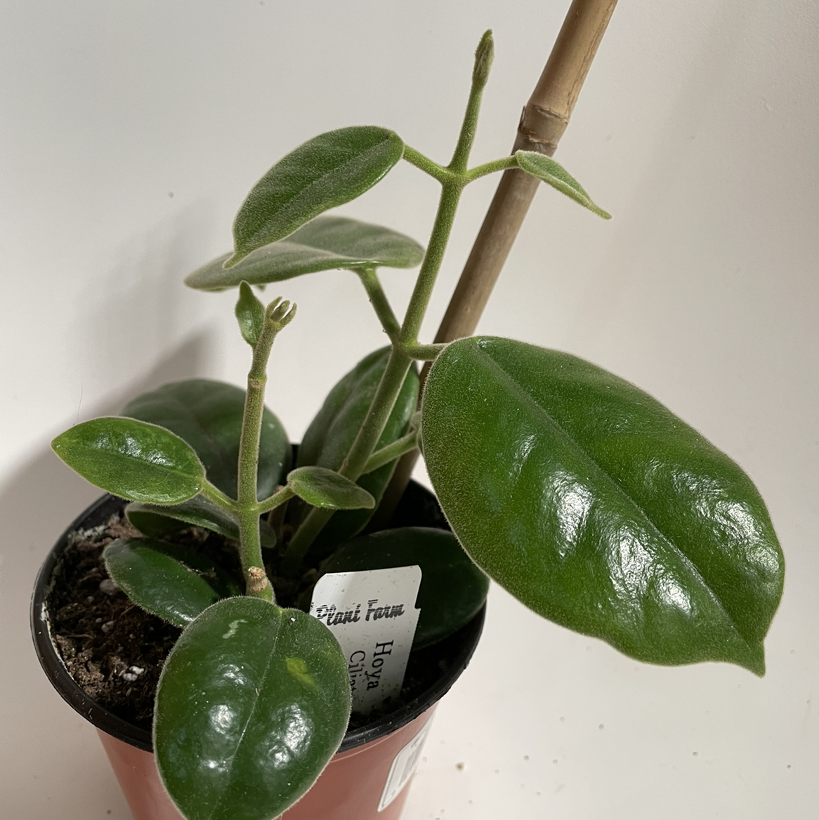 Photo of the plant species Black Hoya by @norahrose named Hoya ciliata on Greg, the plant care app