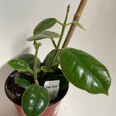 Photo of the plant species Black Hoya by Norahrose named Hoya ciliata on Greg, the plant care app