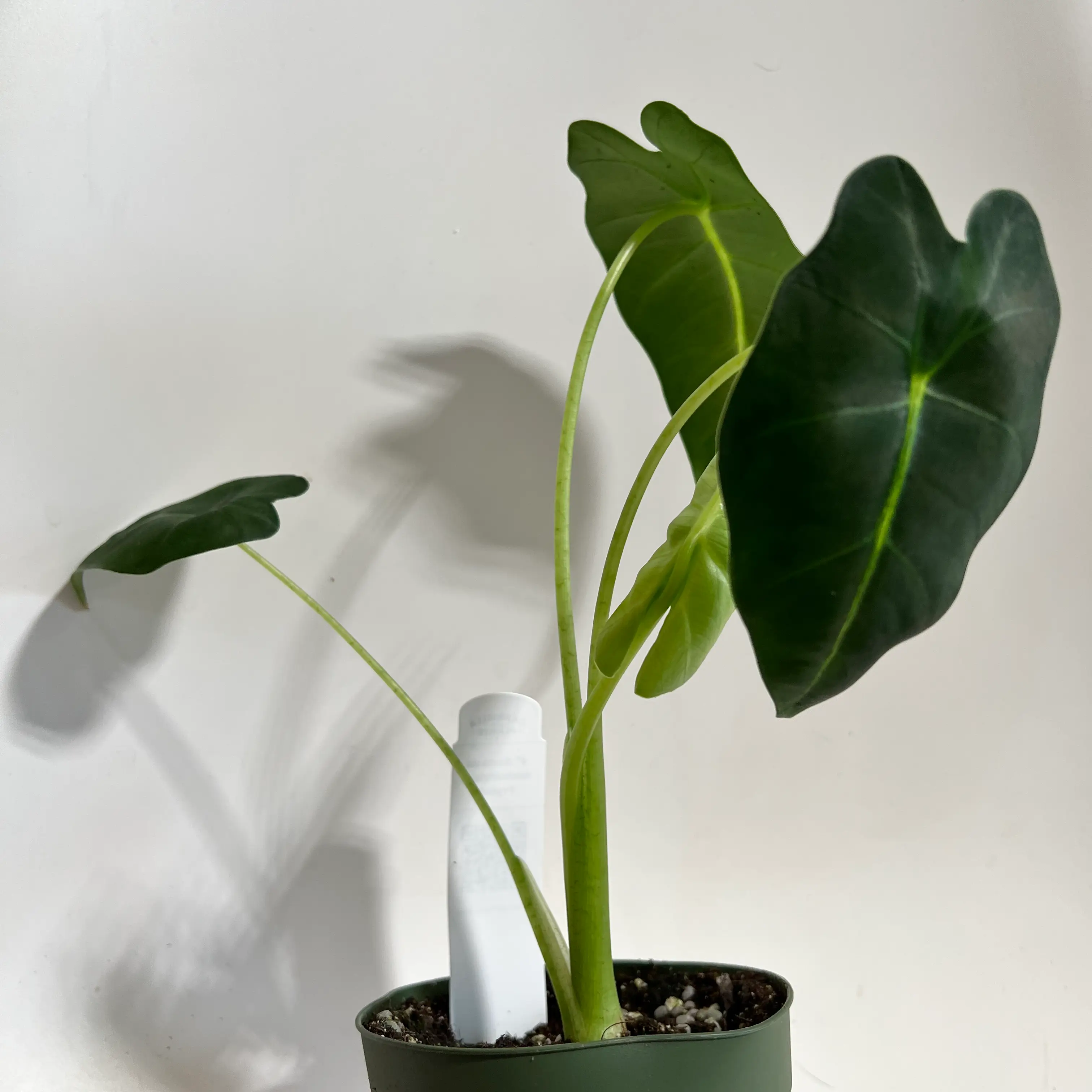 Green Velvet Alocasia plant with dark green leaves in a pot, well-framed and in focus.