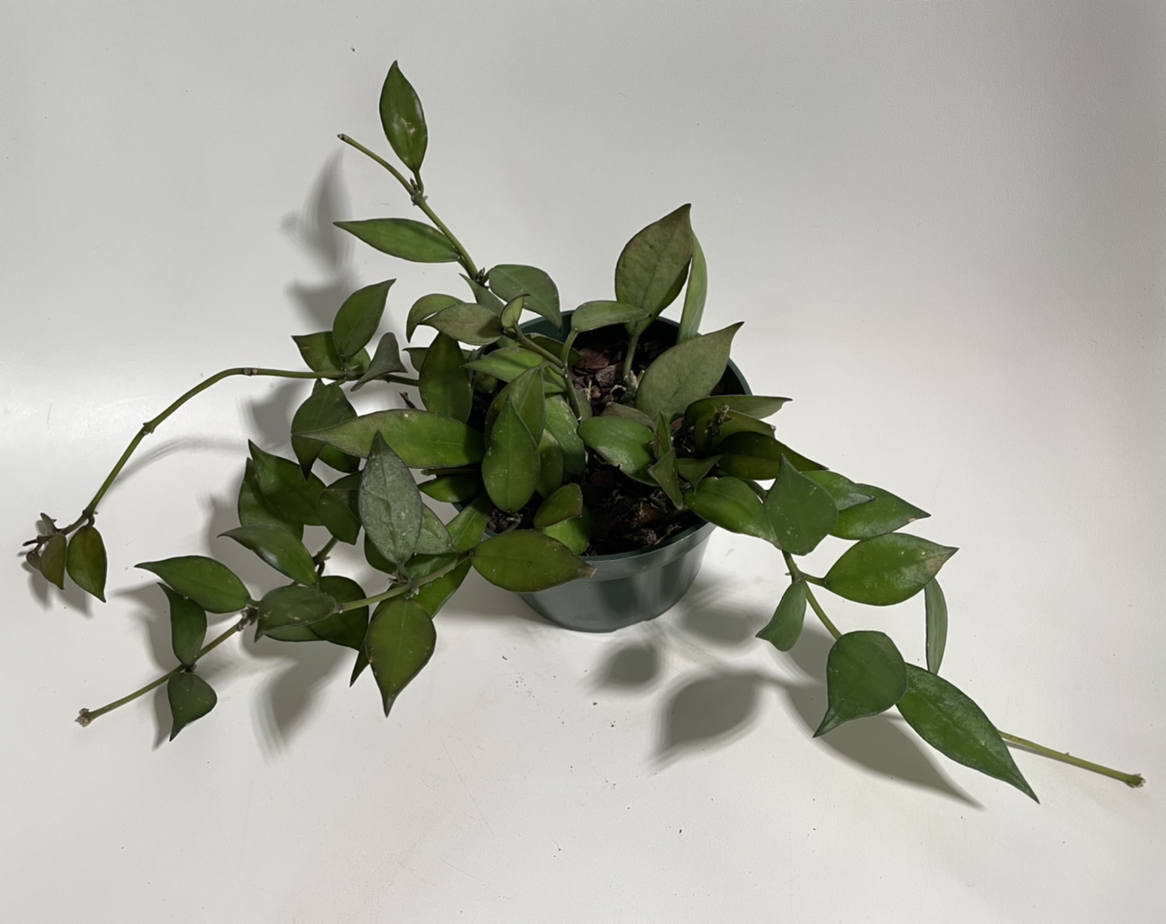 Potted Hoya lacunosa plant with green leaves, well-framed and in focus.