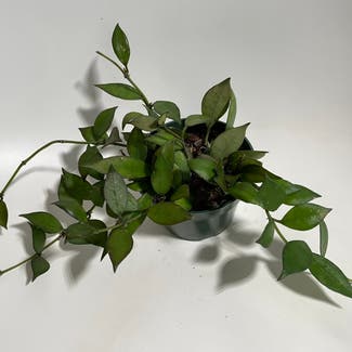 Hoya lacunosa plant in Madison, Wisconsin