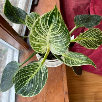 Philodendron 'Birkin' plant in Madison, Wisconsin
