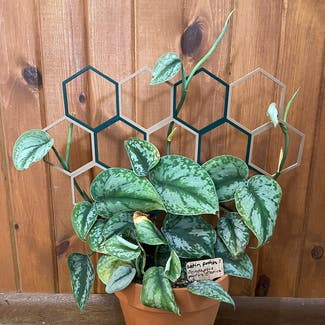 Silver Satin Pothos plant in Madison, Wisconsin