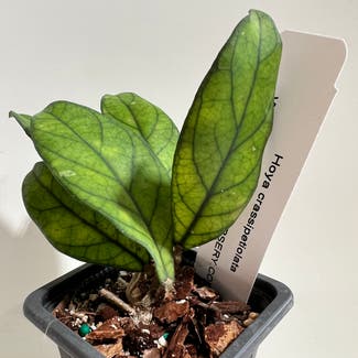 Hoya crassipetiolata plant in Madison, Wisconsin