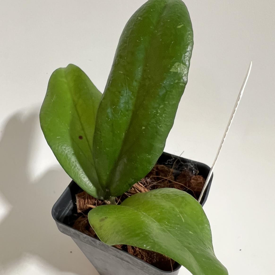 Photo of the plant species Hoya erythrina 'Nara' by @norahrose named Hoya erythrina on Greg, the plant care app