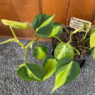 Philodendron Brasil plant in Madison, Wisconsin