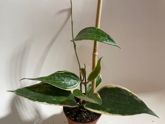 Hoya macrophylla 'Albomarginata' plant in Madison, Wisconsin