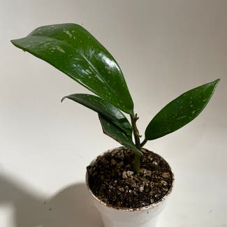 Hoya Pubicalyx plant in Madison, Wisconsin