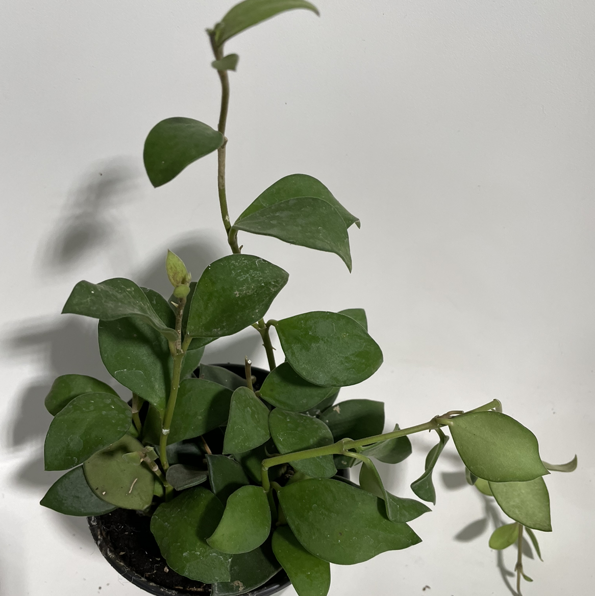 Hoya nummularioides plant with healthy green leaves in a small pot.
