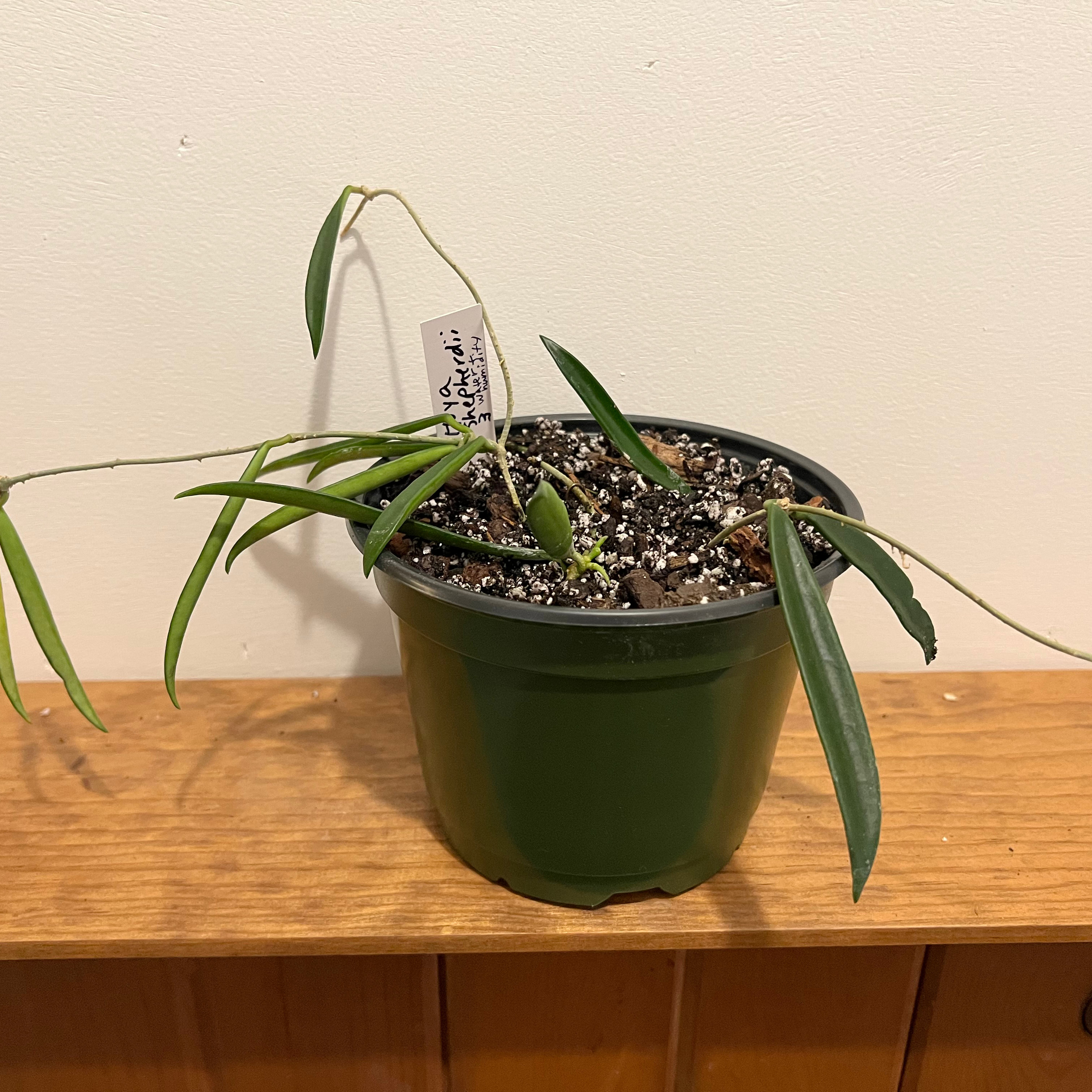 Hoya shepherdii plant in a green pot with visible soil and elongated leaves.