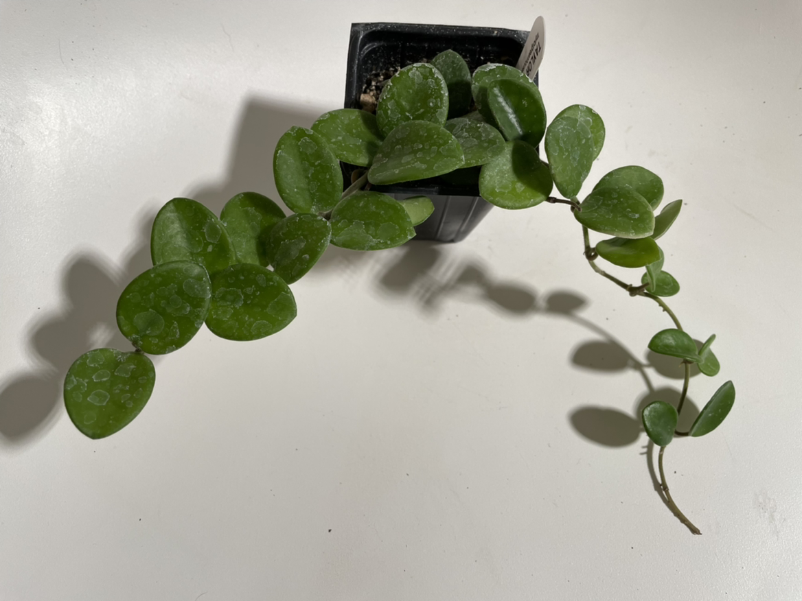 Hoya 'Mathilde' plant with green, heart-shaped leaves in a small pot.