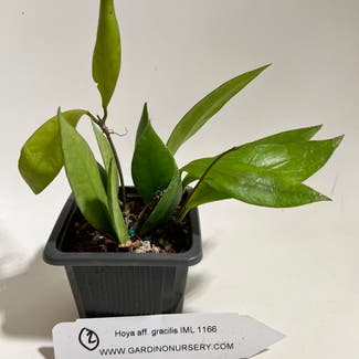Hoya 'Memoria' plant in Madison, Wisconsin
