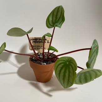 Watermelon Peperomia plant in Madison, Wisconsin